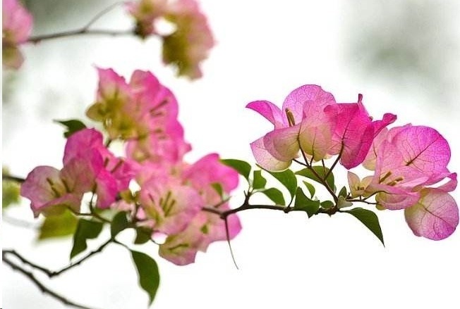 光照|7种一年四季开花的植物,阳台养一盆,天天有花看!