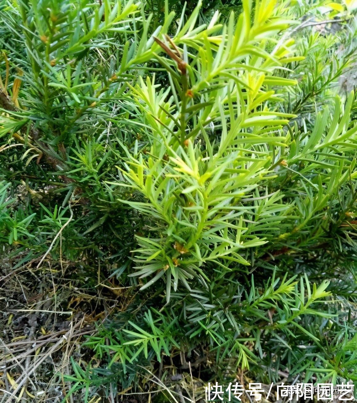 养了6年的红豆杉，结了红果子，家里养上一棵，留作观赏用