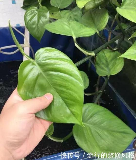 要想绿萝养得好,这件事不能少,做好了绿萝蹭蹭长