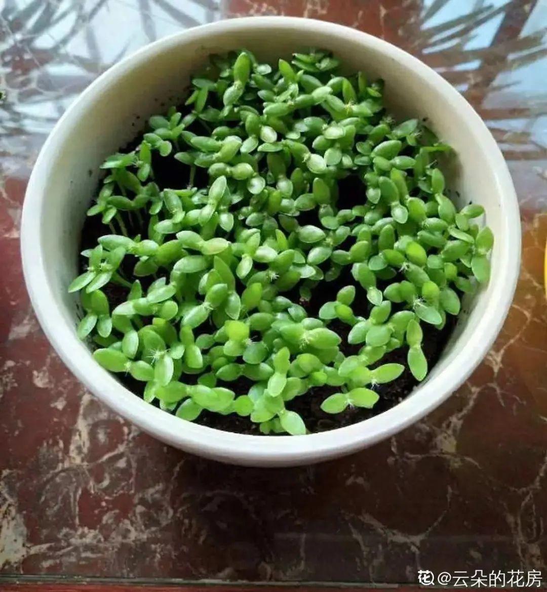 玉米棒子插盆里,7天冒出小森林,比绿萝吊兰好看