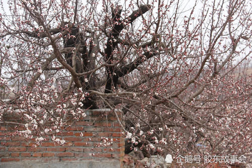 莱阳乡村风光：吕格庄镇刘海寺的杏花，已经“咕嘟嘴”了