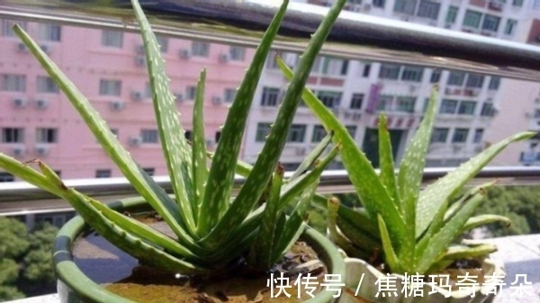 板结|养花浇水问题:过多、过少、浇不透土壤