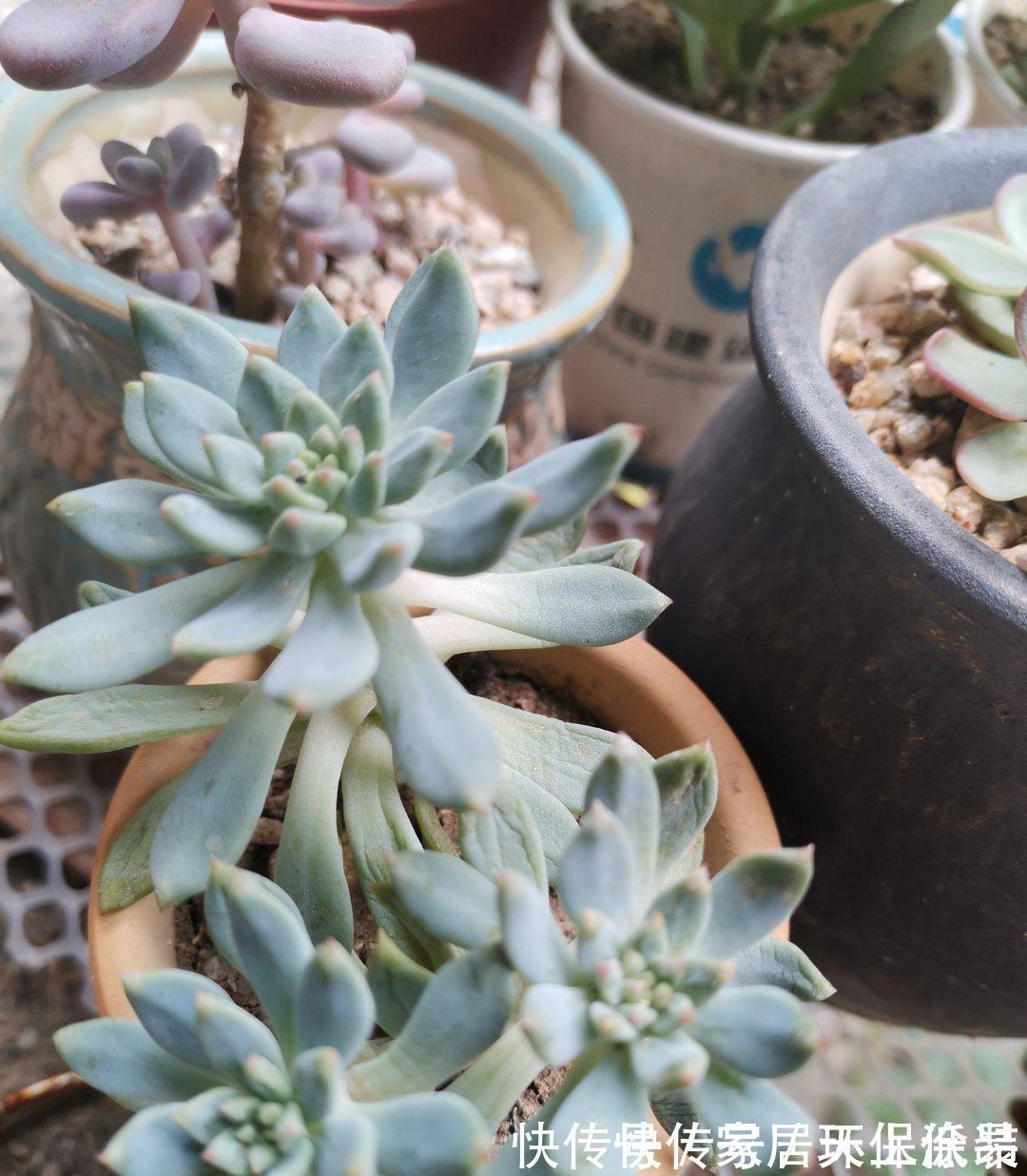 室内封闭阳台,买多肉要注意,带桩子的不要买,养不好