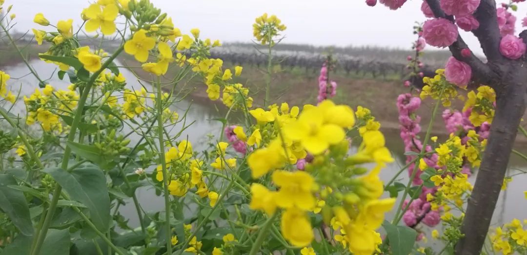 河间龙华店乡第五届“梨花节”开启“云端游”模式