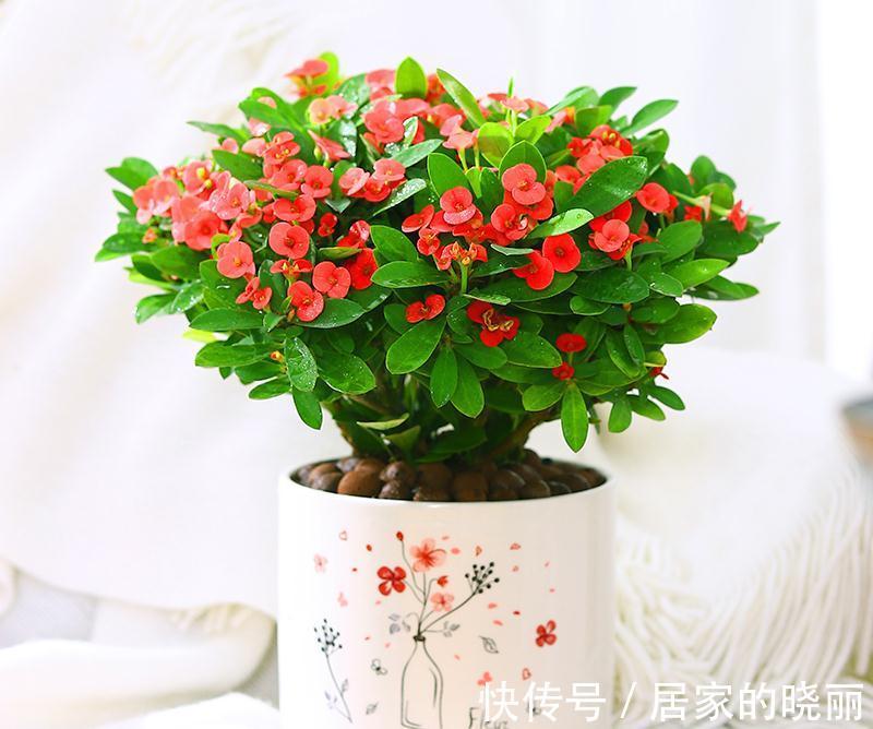 越漂亮的花越“有毒”！快来认识这12种大毒花，涨“知识”不吃亏