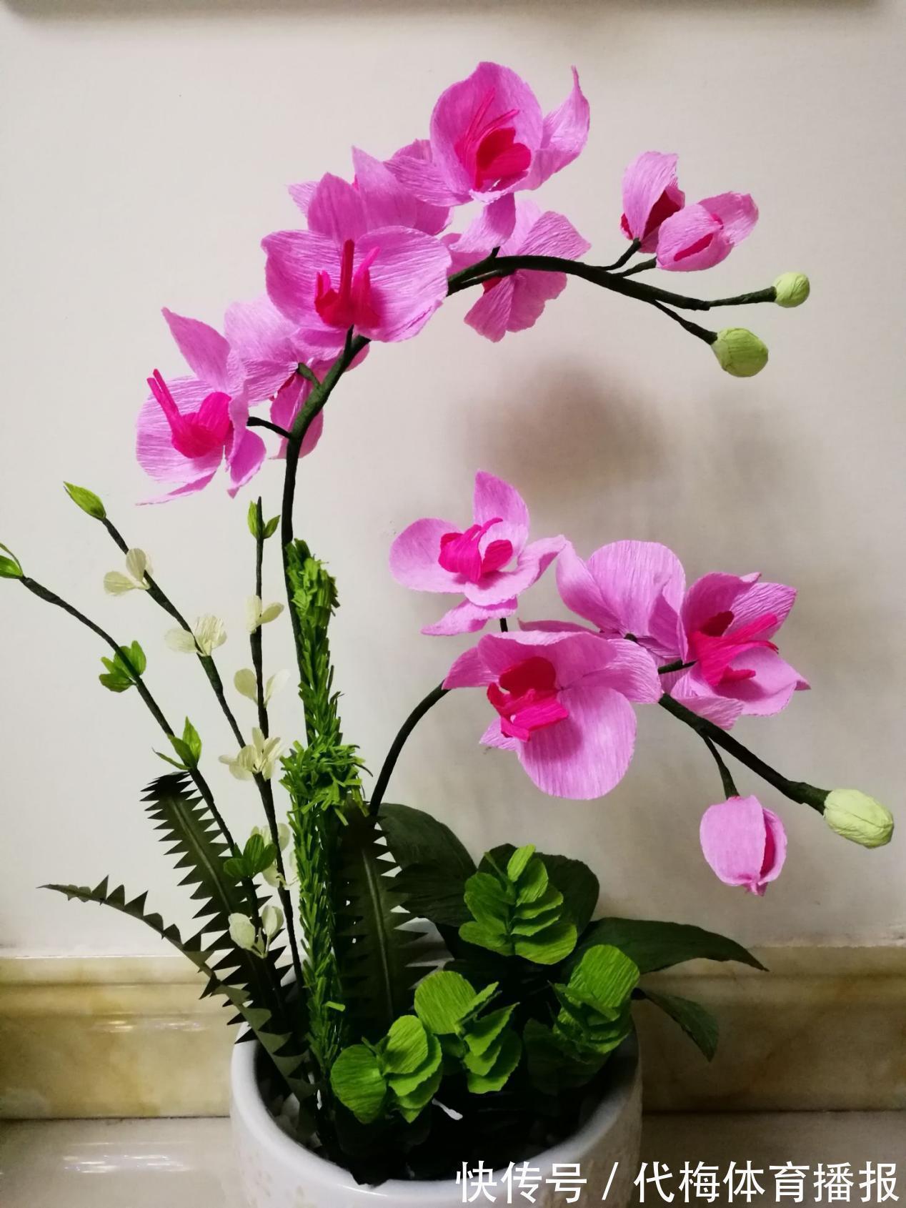 浇水|蝴蝶兰被扔路边,捡回去能养活吗?按这4点操作,开花长叶子易