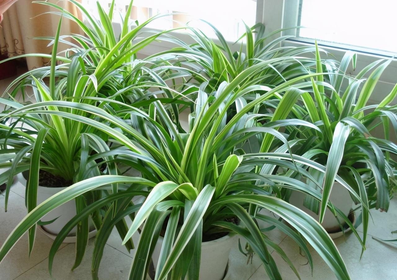 春天|夏天6种花,就是怕太阳,一晒就黄叶,修复不了,太难看