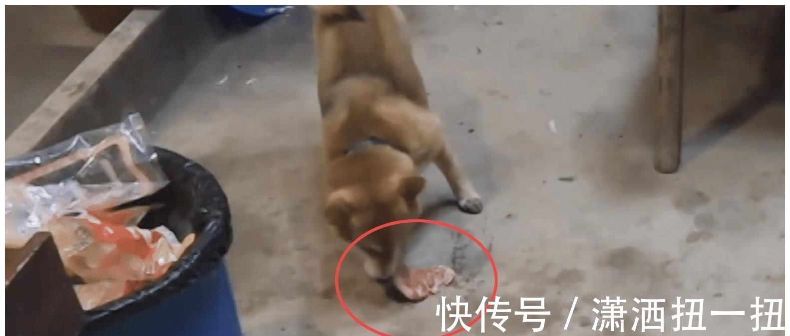 何老师|何炅从地上捡起小H叼的肉,打算洗洗煮了吃,张艺兴的做法好耿直