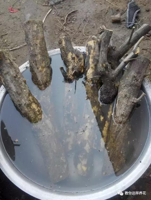 1种果树剪根枝，插土里就活，当年就能挂果，压弯枝！