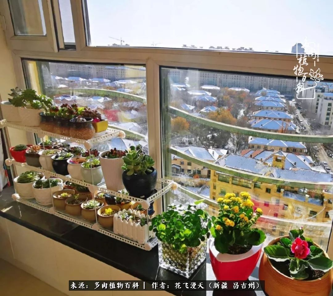 对多肉是发自内心的喜欢,心甘情愿被它们俘虏!