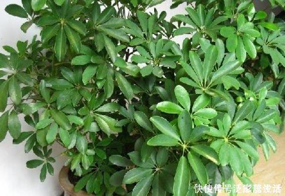 阳台养花,不妨养这4款植物,可吸收80以上的有害气体,漂亮好养