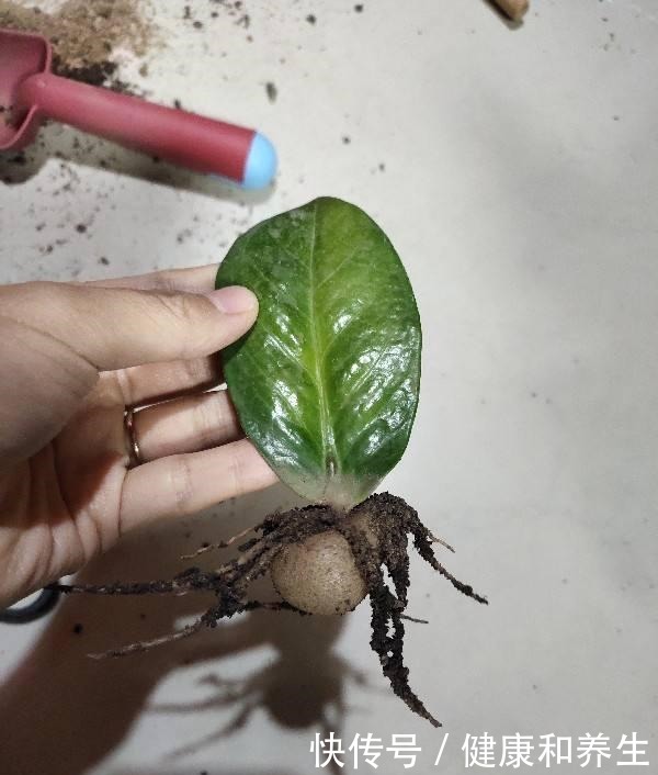 4种花就得种小花盆里,盆越大、越挤,花才能长得好!