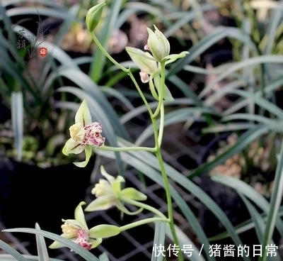 此兰曾多次获奖,花型罕见,兰香高雅,被誉为建兰奇花之首