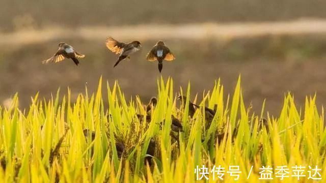 古典文學#中國歷史上影響最大的10首詩,驚艷千古,中國人必讀古典文學與詩詞今天