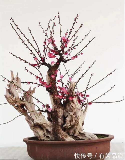 盆景各式各样,叫法各有不同,基础的13种式样,你见过几种