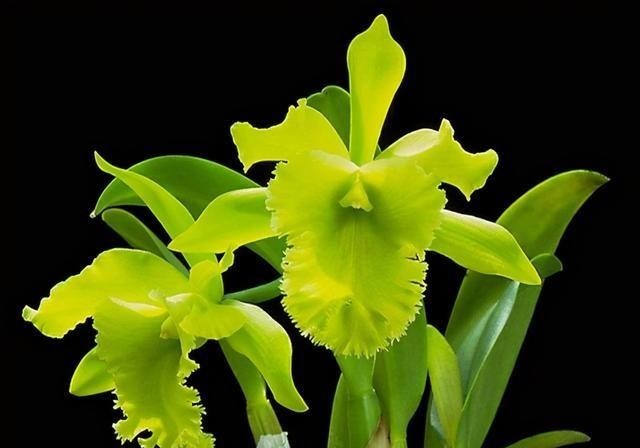 假鳞茎|卡特兰有“3怕”,知道的都是老花友,避开它们,根壮叶绿开花多