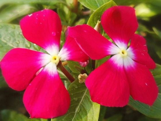 新手懒人最爱养这款植物,不用操啥心,枝头窜满花苞,美成小花园