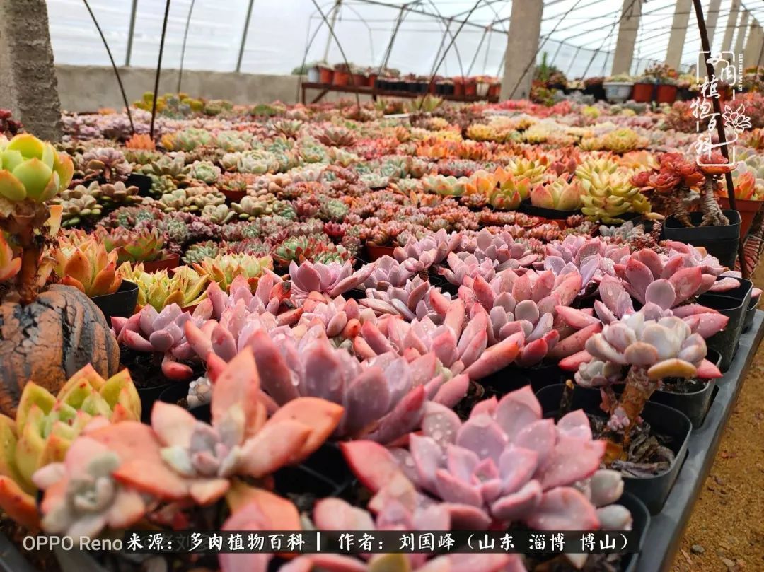 贵的不一定是对的,你的多肉究竟值多少钱附冬季养护攻略!