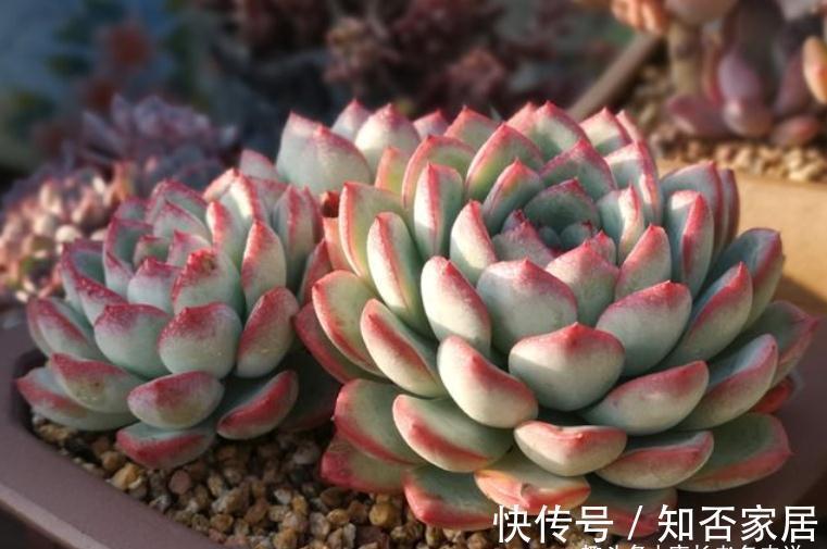 多肉雨燕座和灵影都有红边，但前者乱扔都能活，后者却美到不想扔