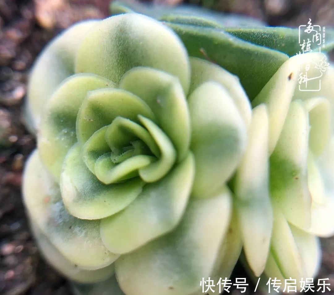 科普“山地玫瑰锦”万中无一,仙气缭绕!附养护知识!