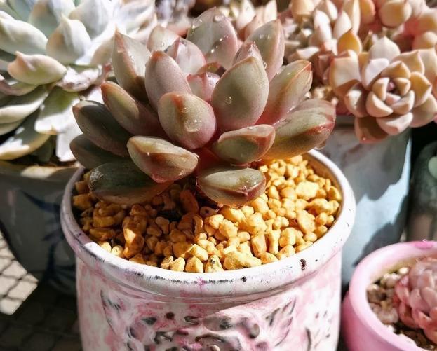 株苗|10度养多肉，不拖延这3件事，越冬后才不会仅剩空盆、垃圾