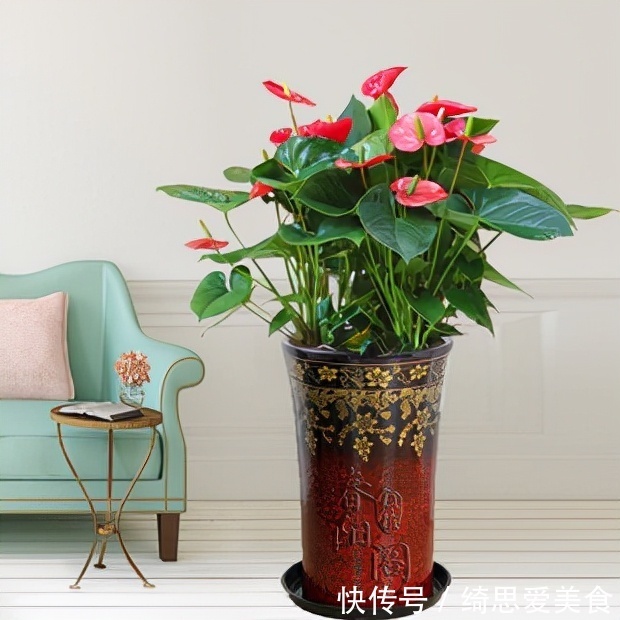 客厅想养“健康花”,建议从这12种里面选,不仅养人,还大气吉祥