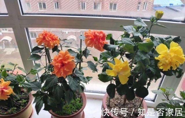 盆栽|养花小技巧:学会这5招,轻松解决盆栽虫害问题