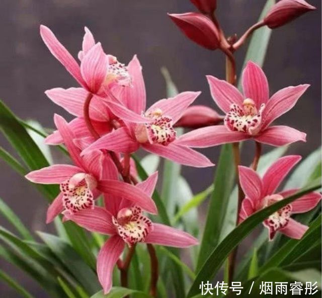 5种花是花中劳模,一年四季开花不断,入手不会亏