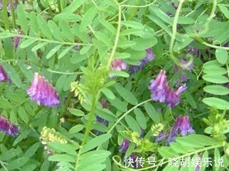 奇效|提个醒路边不起眼的野草，却有了不起的奇效，早看早受益