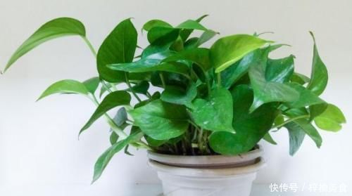 大妈养绿箩有奇招,3个技巧倾囊教授,学会了,室内绿箩爬满墙壁