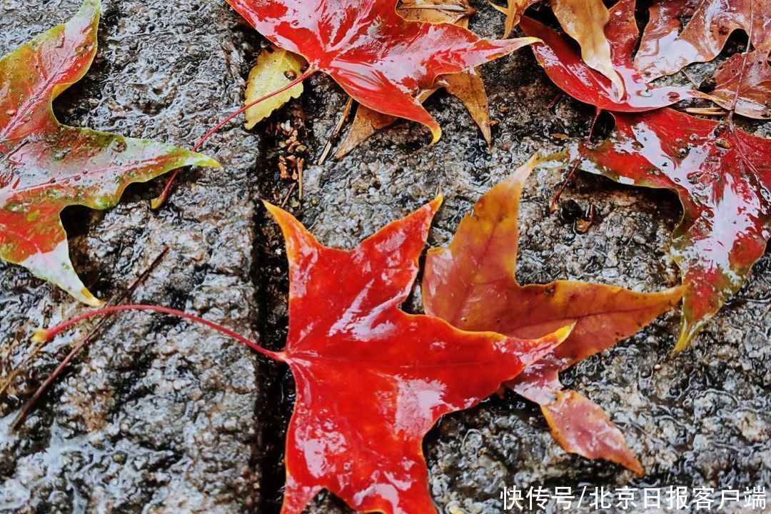 冬雨|首场冬雨打落红叶，为香山铺上深秋地毯