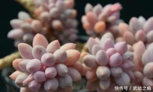 高温引起的多肉黑腐该怎么解决?如何预防黑腐病一定要知道!