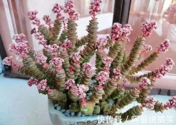 技巧|精挑细选32种多肉植物,1分钟掌握养护技巧,非常实用