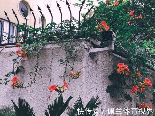 窗户|好好的院子,被一棵“霸道”的凌霄花给毁了
