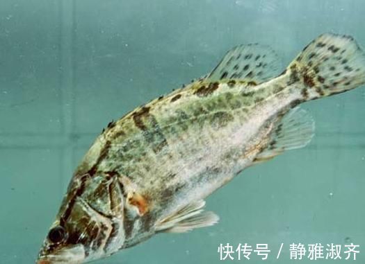 小孩|这5种鱼无杂刺,适合老人小孩吃,营养美味还补钙,人人吃得起