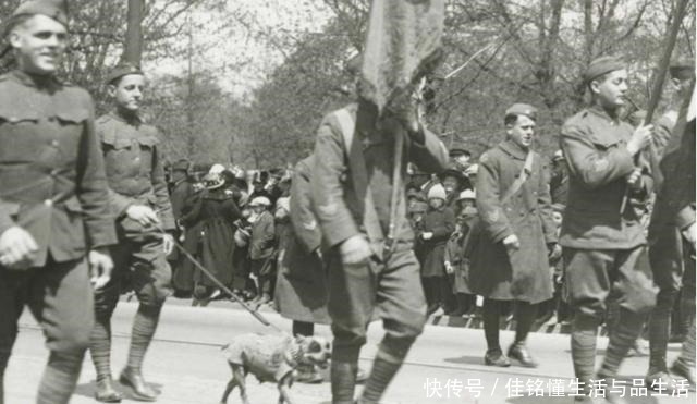 立功|世界上军衔最高的狗,立功数量超过普通士兵,总统也是它粉丝