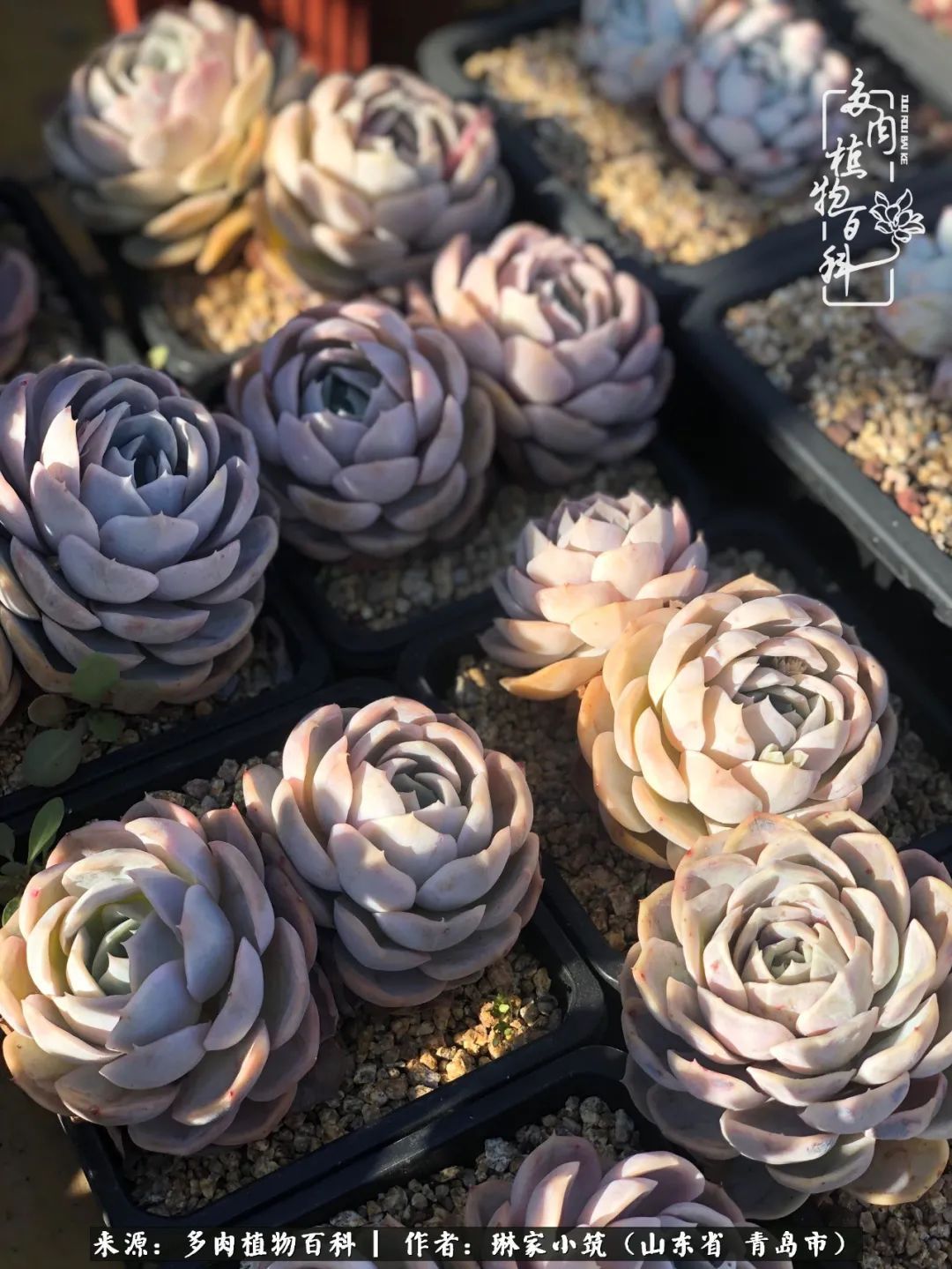 多肉|有史以来最厉害的一场寒潮，治好了我养多肉这些年的“坏毛病”