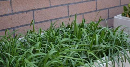 阳台上|非常适合盆栽在阳台上!阳台盆栽上几盆,足足吃一年!