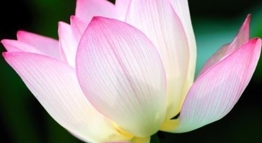 红蕖&荷花有33个名字，不说不知道，12首经典古诗词，都是写荷花的