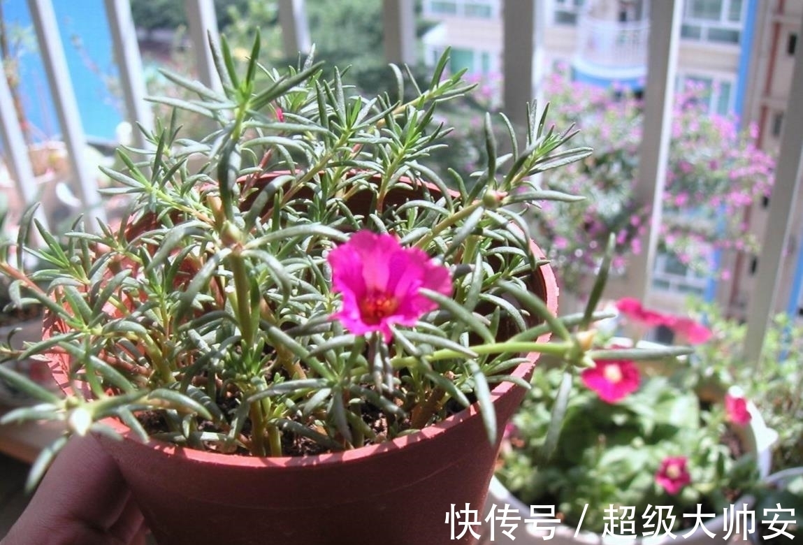 冬天植物养不好,别怪天气,方法不对