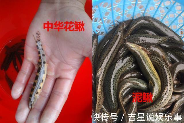 华鳈|九成钓友都会把这几种鱼认错,和牢底坐穿鱼搞混就麻烦了