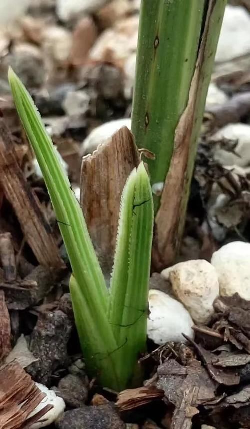 怎样正确的判断兰花该浇水？