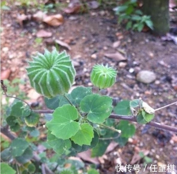 野草|乡下不起眼的“野草”,却是不可多得的中药,城里人高价难求!