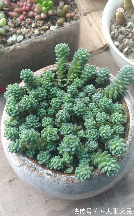 钱串子|19种多肉,花市买来像白捡,离流行趋势更近了