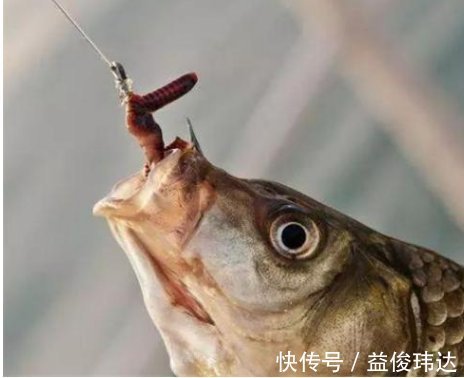 尼龙线|蚯蚓钓鱼的三种挂钩方法,针对不同鱼情你真的用对了吗?