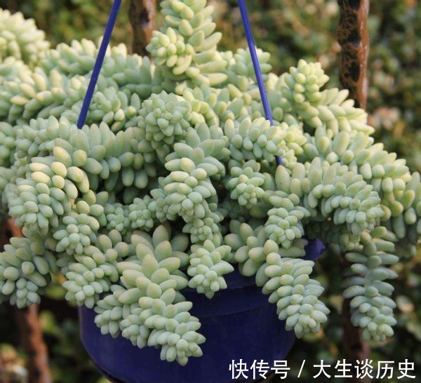 多肉玉缀又徒又绿该怎么办满足这些条件,盆栽马上变漂亮!