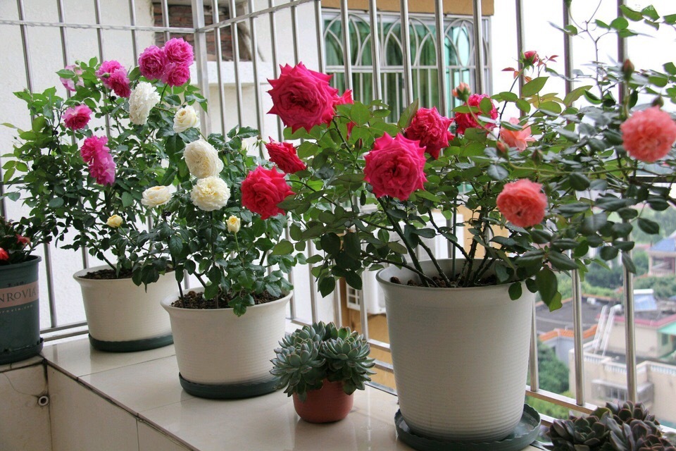 养三角梅、月季花,学会“催花”,开花一年比一年多,花期更长