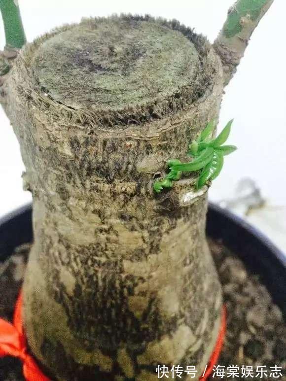 元气满满|发财树叶子落光快死了别担心,只要简单几招就能生机勃勃