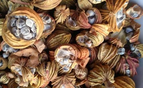 终极形态|特利迦一共有5种形态?除了黑暗特利迦,还有一种终极形态!