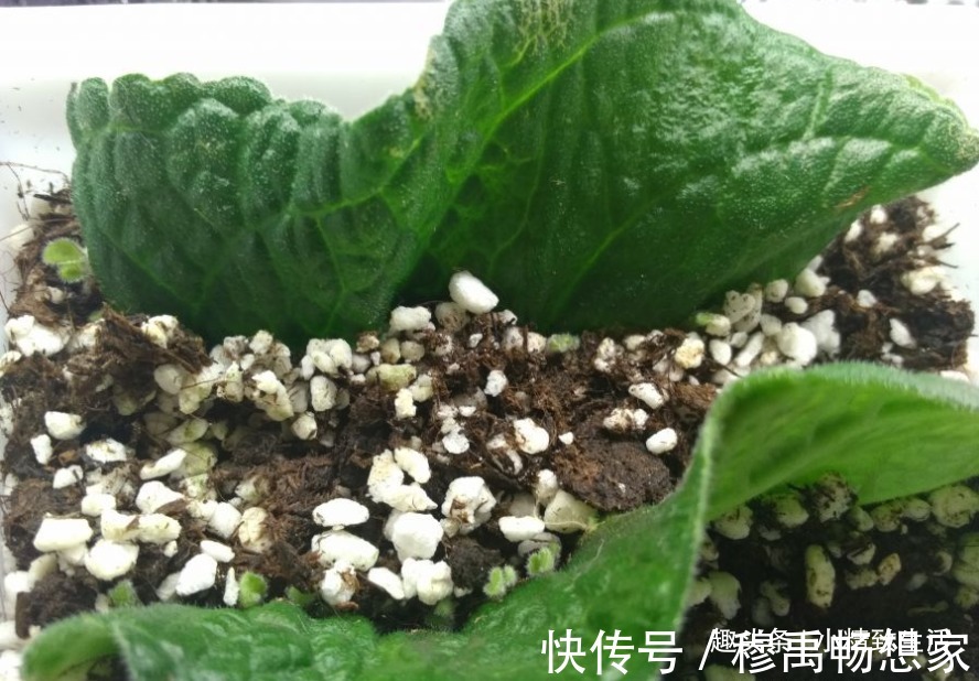 这种花,摘片叶子划2刀,插土里20天爆小苗,花大形美、颜色艳